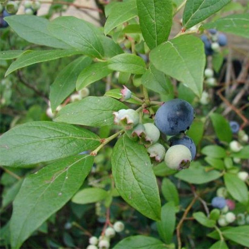 Amerikanische Blaubeere Blue Crop - Vaccinium corymbosum x myrtillus (Foliage)