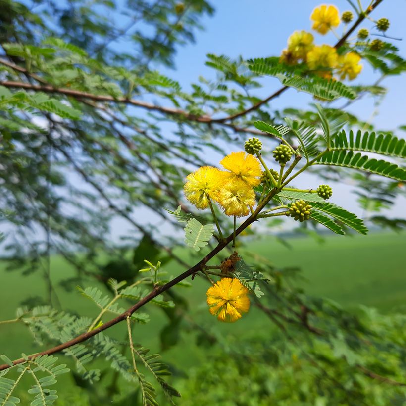 Süße Akazie - Vachellia farnesiana (Blüte)