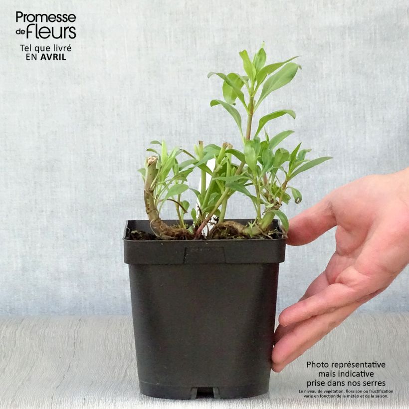 Example of Rote Spornblume - Centranthus ruber Topf mit 2L/3L as you get in printemps