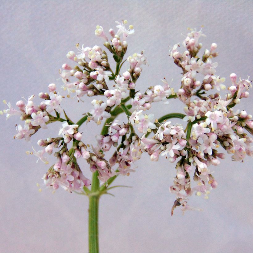 Echter Baldrian - Valeriana officinalis (Flowering)