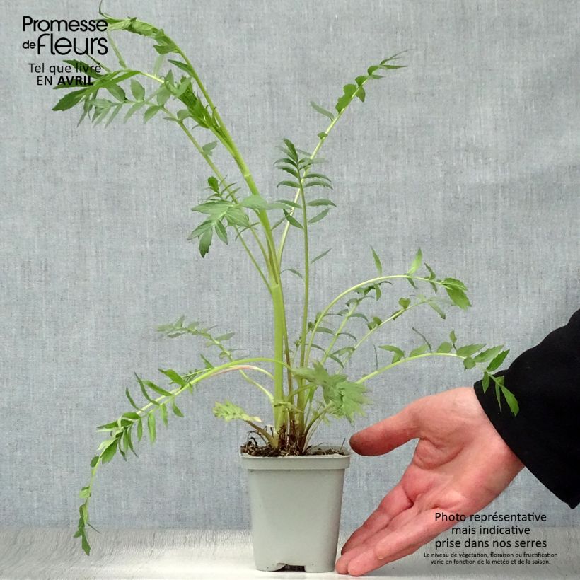 Example of Echter Baldrian - Valeriana officinalis Kleine Töpfe von 8/9 cm as you get in printemps