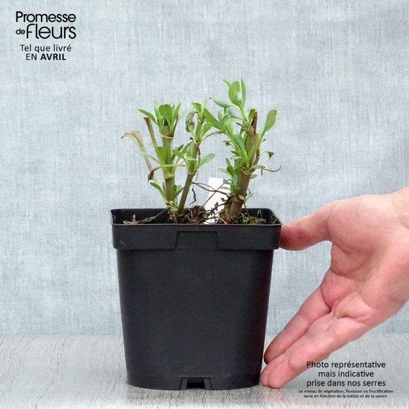 Exemplar von Rote Spornblume Coccineus - Centranthus ruber Topf mit 2L/3L wie im Frühjahr geliefert