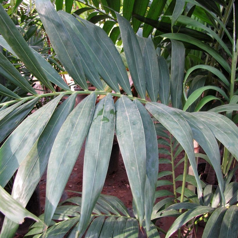 Veitchia joannis - Joannis-Palme (Foliage)