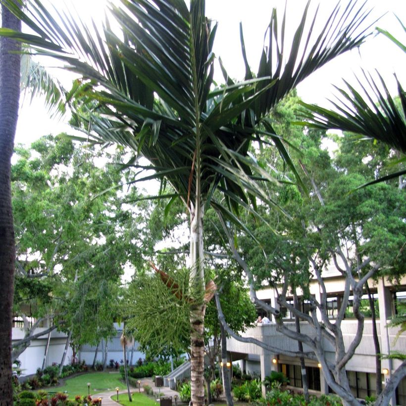 Veitchia joannis - Joannis-Palme (Plant habit)