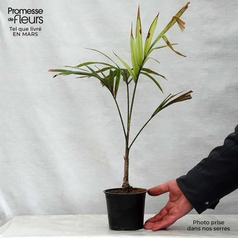 Example of Veitchia joannis - Joannis-Palme Topf 12 cm / 13 cm as you get in printemps