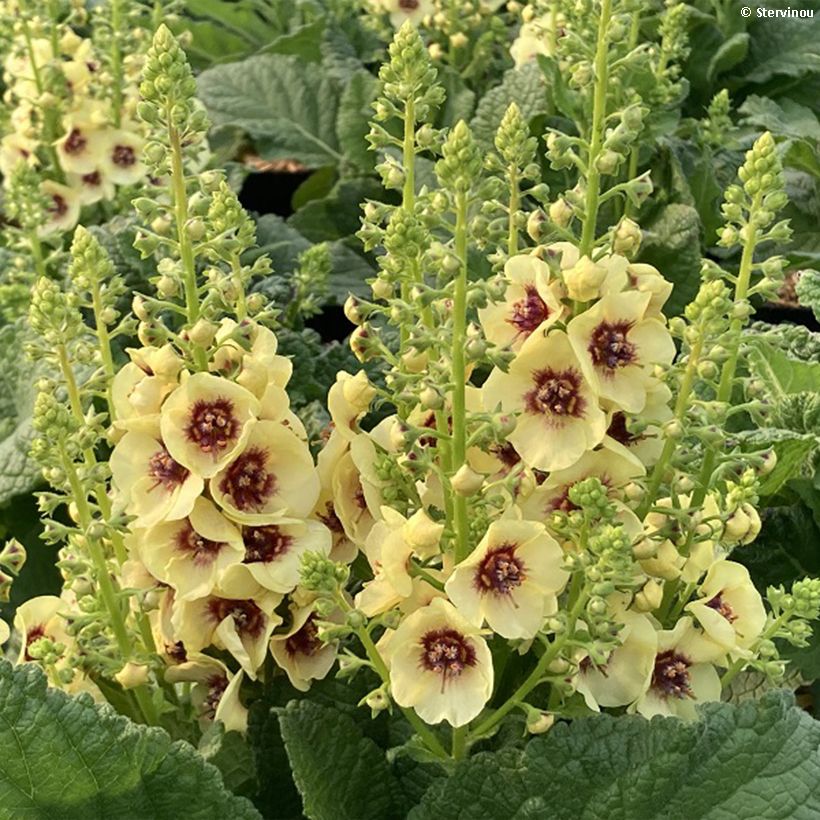 Verbascum Dark Eyes - Königskerze (Flowering)