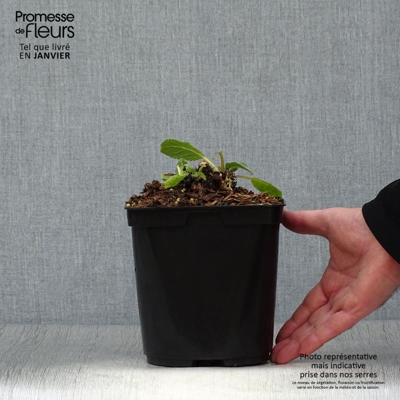 Example of Verbascum Dark Eyes - Königskerze Topf mit 2L/3L as you get in hiver