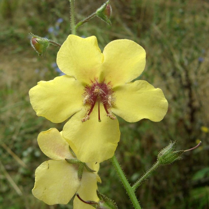 Verbascum Gainsborough - Königskerze (Flowering)