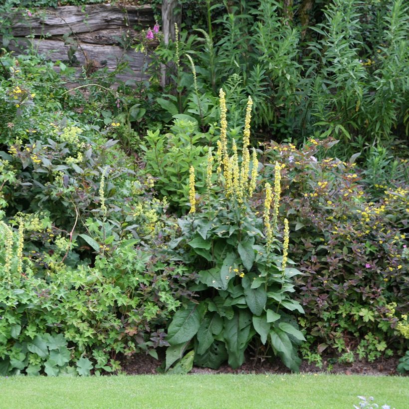 Verbascum Cotswold Queen - Königskerze (Wuchs)