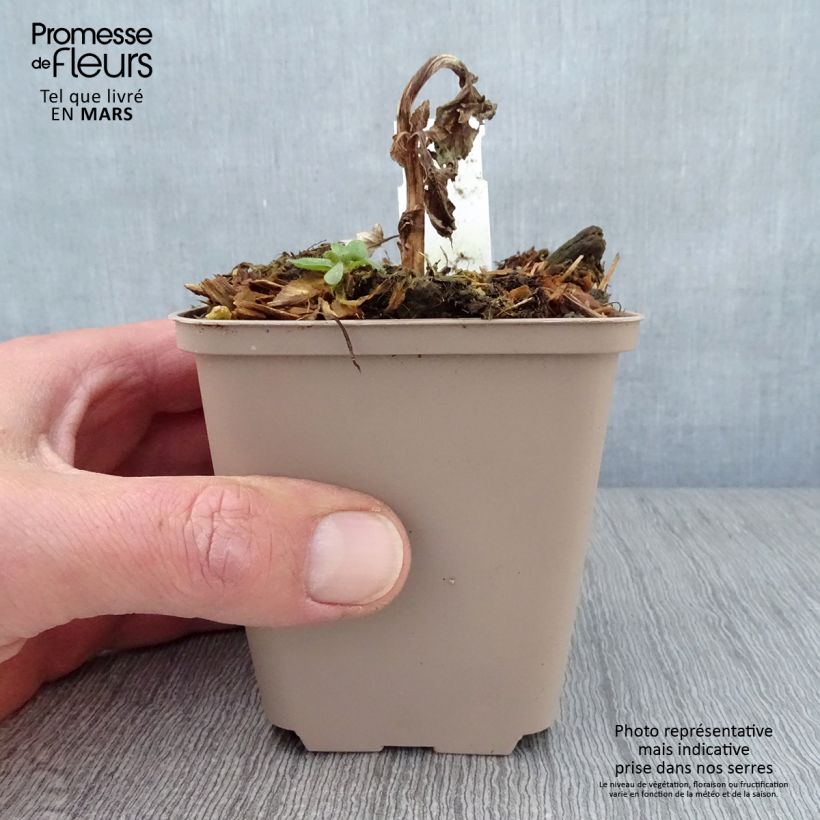 Exemplar von Verbascum Royalty - Königskerze Kleine Töpfe von 8/9 cm wie im Frühjahr geliefert