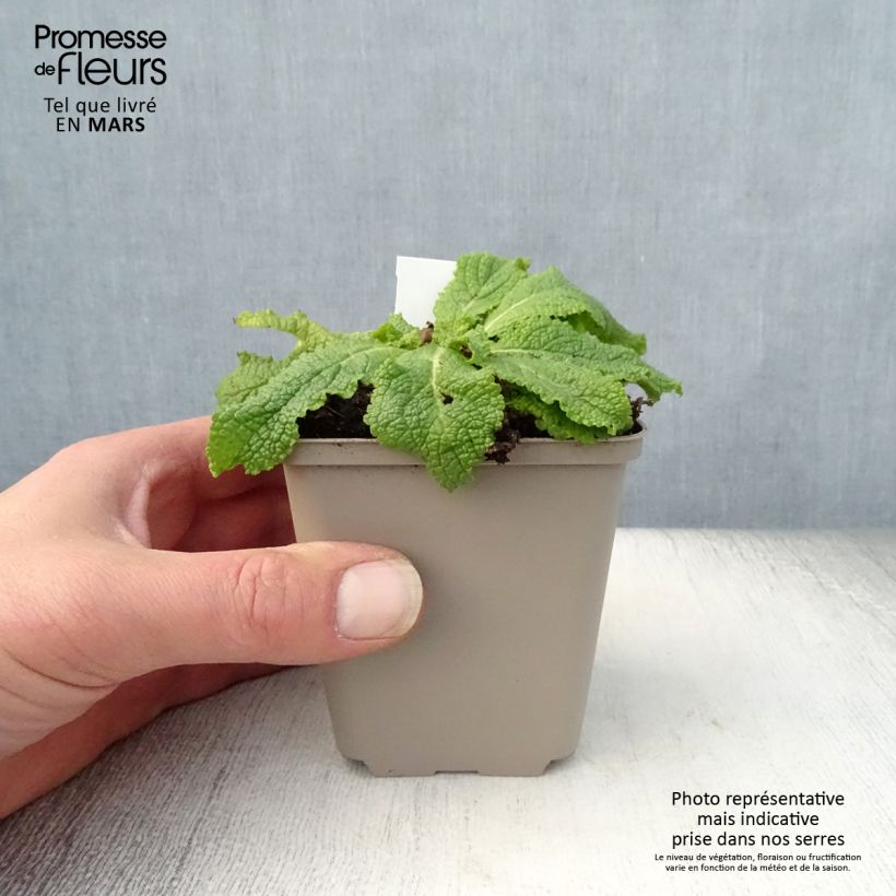 Exemplar von Verbascum chaixii White Domino - Österreichische Königskerze Kleine Töpfe von 8/9 cm wie im Frühjahr geliefert