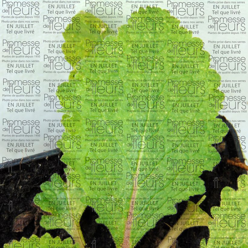 Verbascum Pink Domino - Königskerze (Foliage)