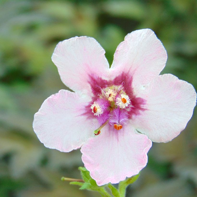 Verbascum Pink Domino - Königskerze (Flowering)
