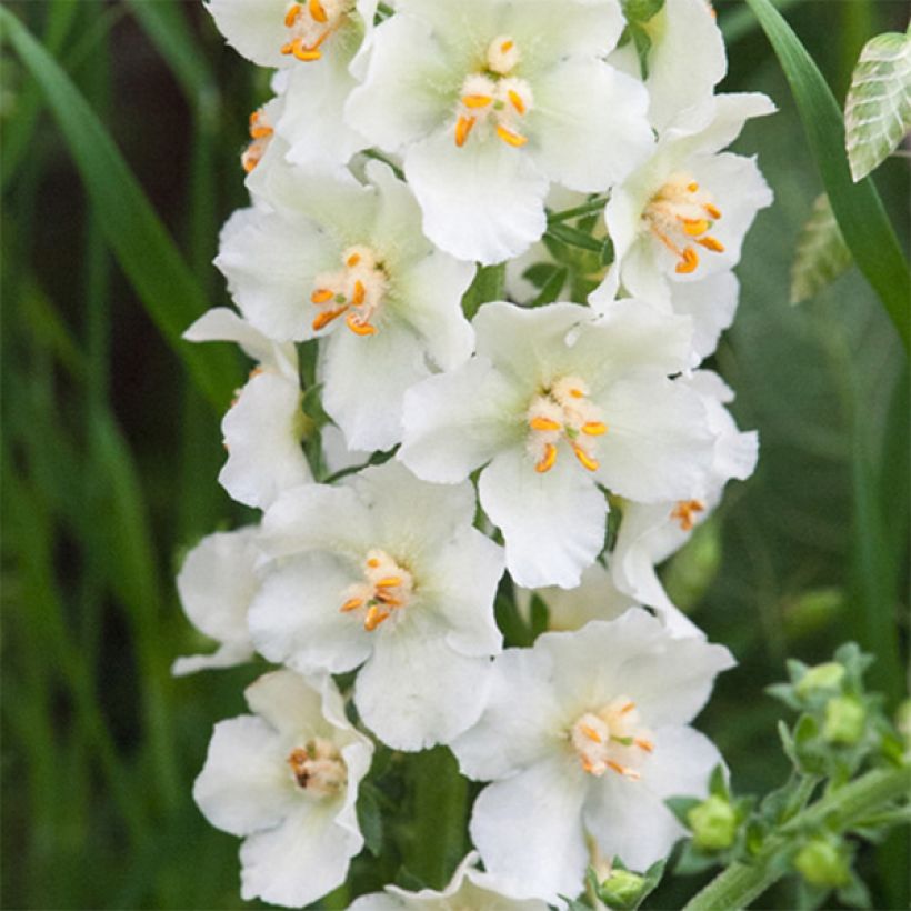 Verbascum phoeniceum Flush of White - Königskerze (Flowering)