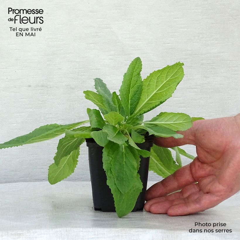 Example of Verbascum phoeniceum Flush of White - Königskerze Kleine Töpfe von 8/9 cm as you get in printemps