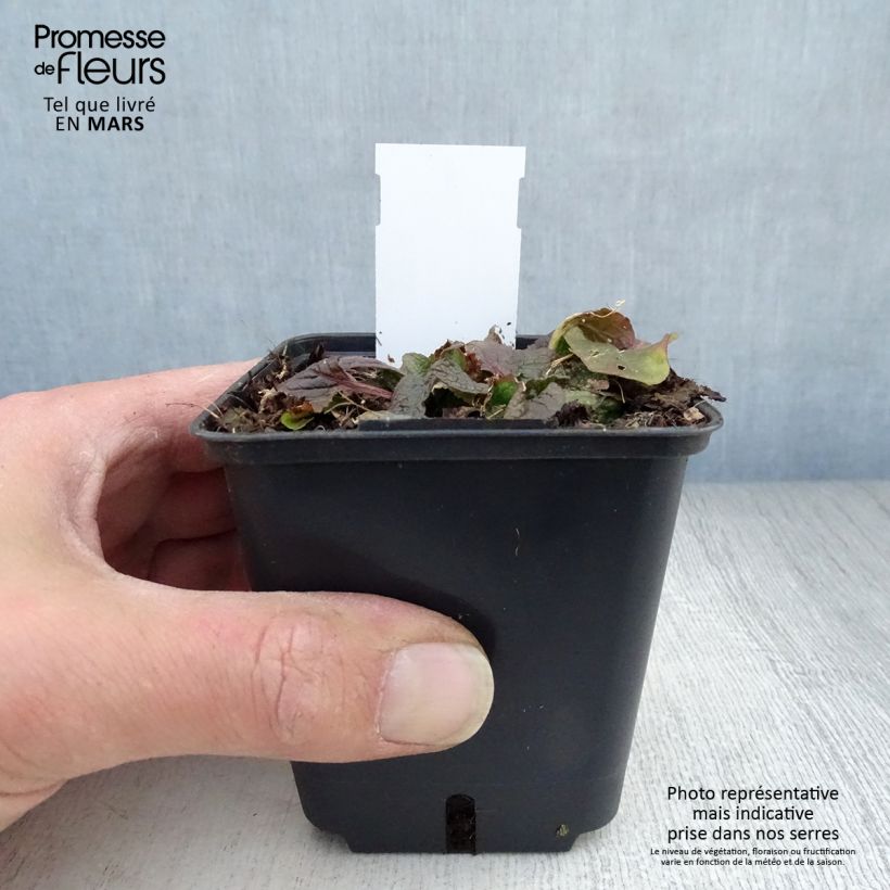 Example of Verbascum phoeniceum Violetta - Violette Königskerze Kleine Töpfe von 8/9 cm as you get in printemps