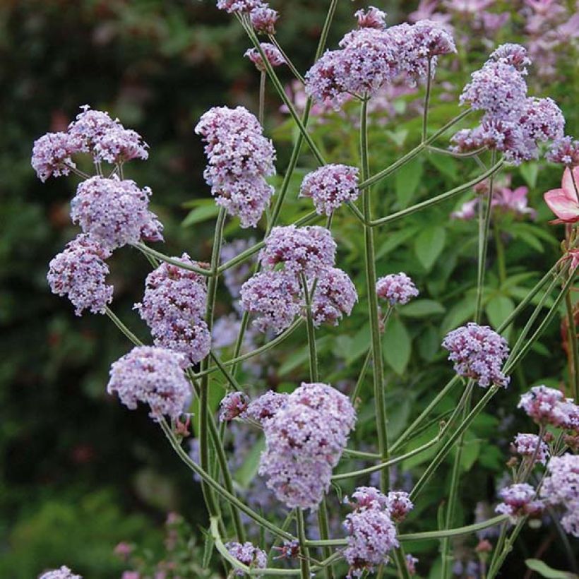 Verbena bonariensis Cloud - Argentinisches Eisenkraut (Flowering)