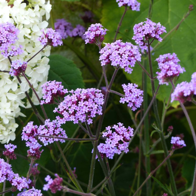 Verbena bonariensis Lollipop - Argentinisches Eisenkraut (Wuchs)
