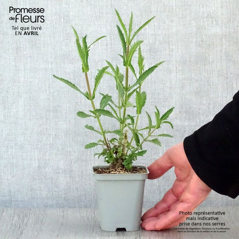 Exemplar von Verbena bonariensis Lollipop - Argentinisches Eisenkraut Kleine Töpfe von 8/9 cm wie im Frühjahr geliefert