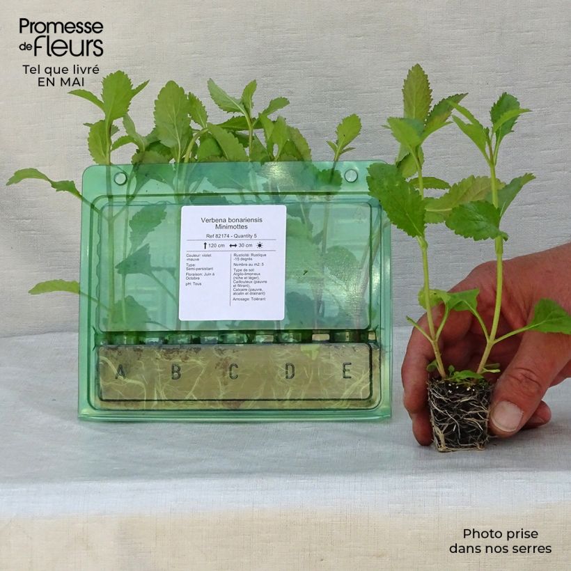 Exemplar von Verbena bonariensis - Argentinisches Eisenkraut Mini-Plug Ø 3/4 cm wie im Frühjahr geliefert