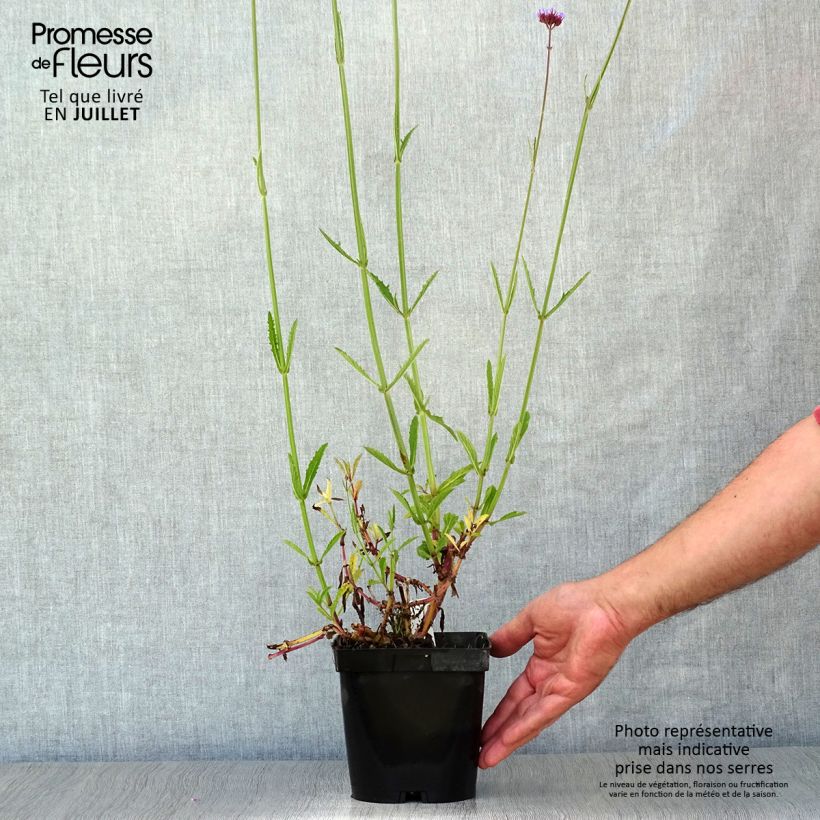 Exemplar von Argentinisches Eisenkraut - Verbena bonariensis Topf mit 2L/3L wie im Sommer geliefert