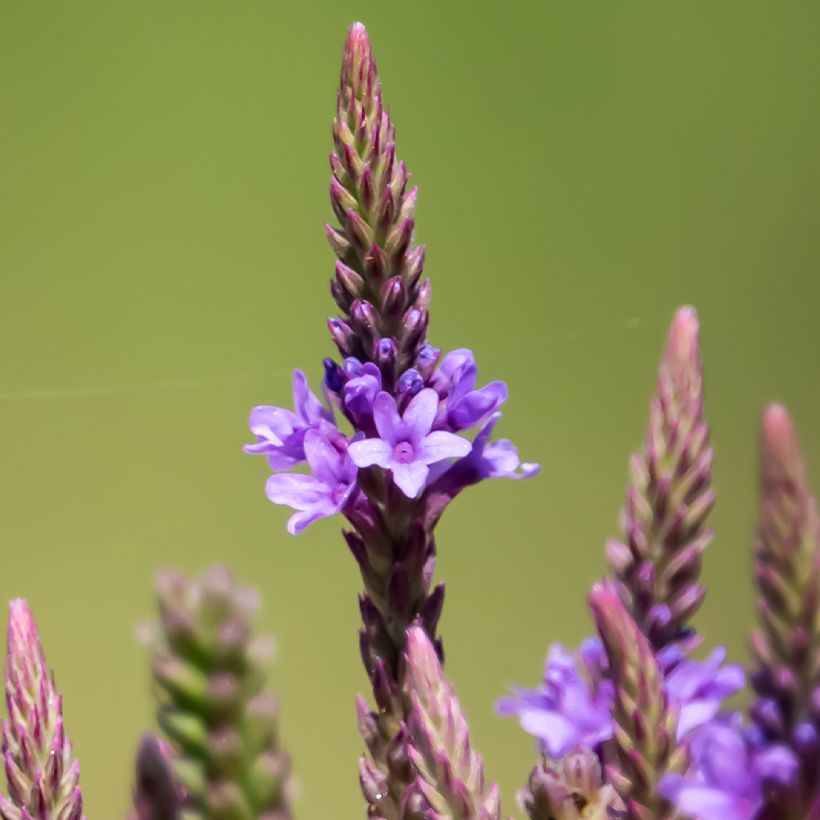 Verbena hastata Blue Spires - Lanzen-Eisenkraut (Blüte)