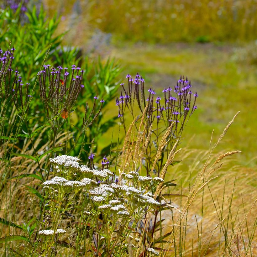 Verbena hastata Blue Spires - Lanzen-Eisenkraut (Wuchs)
