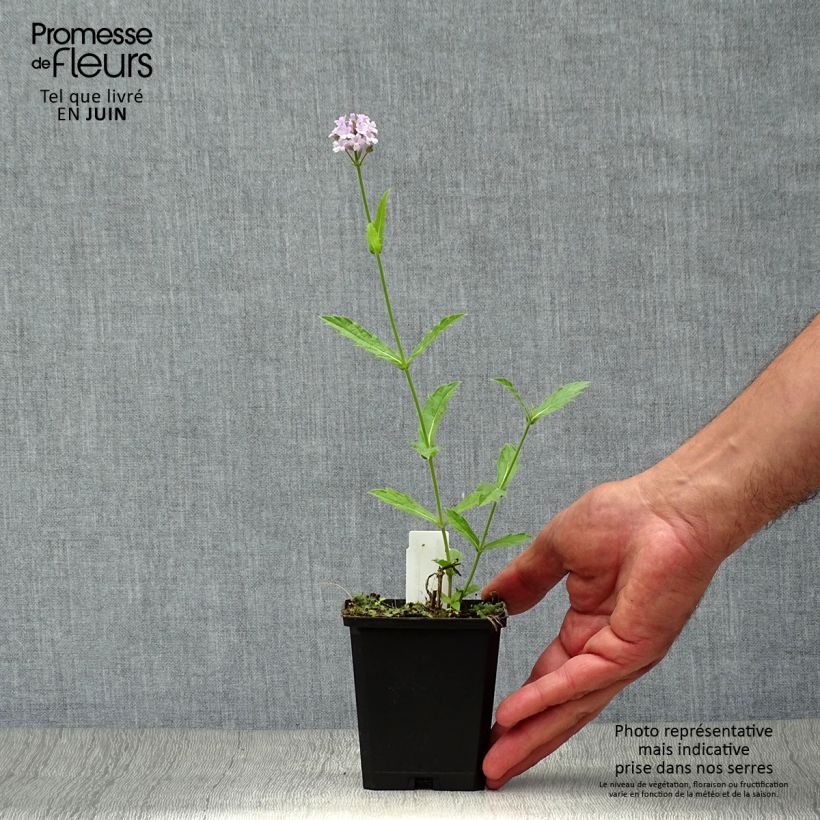 Exemplar von Verbena rigida Polaris - Steifes Eisenkraut Kleine Töpfe von 8/9 cm wie im Sommer geliefert