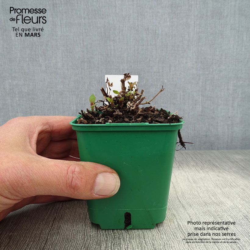 Example of Verbena rigida Venosa - Steifes Eisenkraut Kleine Töpfe von 8/9 cm as you get in printemps