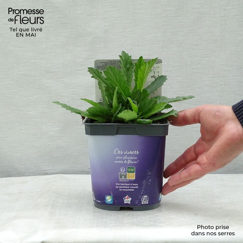 Example of Verbena rigida Venosa - Steifes Eisenkraut Topf mit 2L/3L as you get in printemps