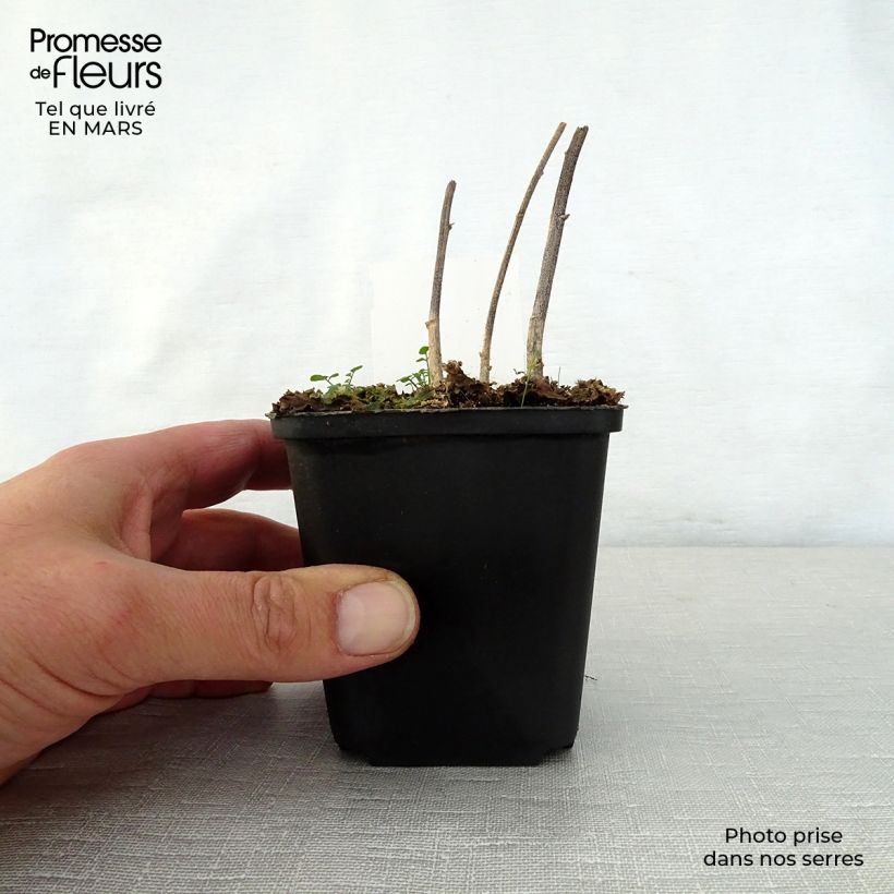 Example of Verbesina alternifolia - Wechselständige Verbesina Kleine Töpfe von 8/9 cm as you get in printemps