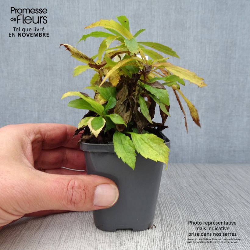 Exemplar von Kanadische Goldrute - Solidago canadensis Kleine Töpfe von 7/8 cm wie im Herbst geliefert