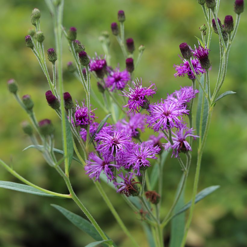Vernonia crinita Vernonia crinita - Scheinaster (Flowering)