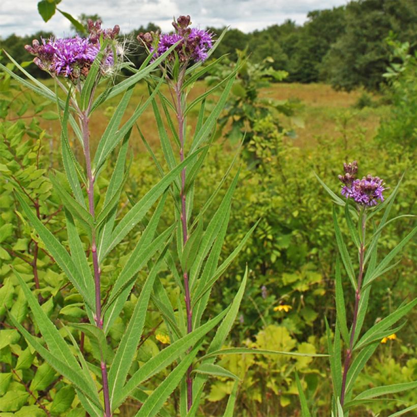 Vernonia fasciculata - Büschelige Scheinaster (Wuchs)