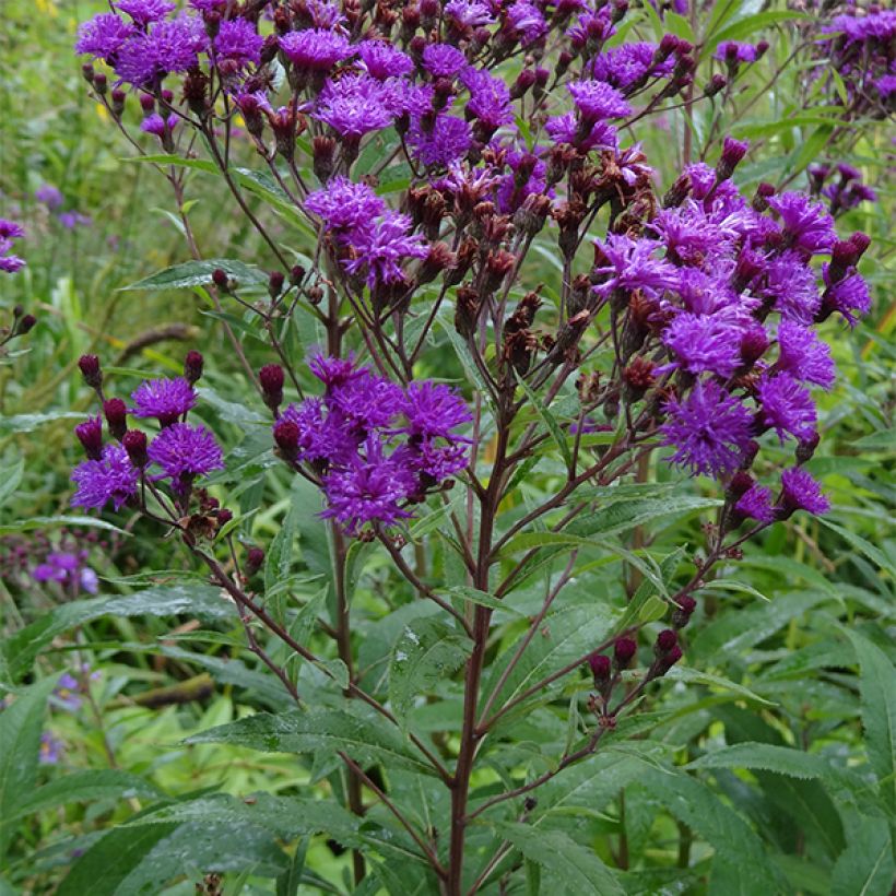 Vernonia noveboracensis - New York Scheinaster (Wuchs)
