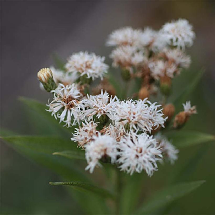 Vernonia noveboracensis White Lightning - Scheinaster (Flowering)