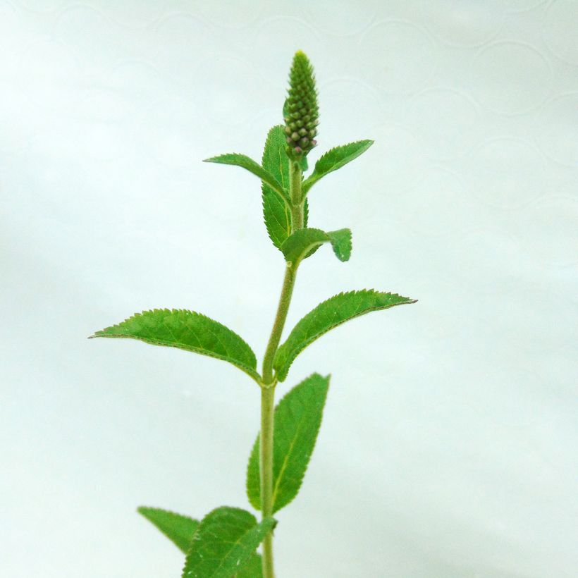 Veronica First Match - Ehrenpreis (Foliage)