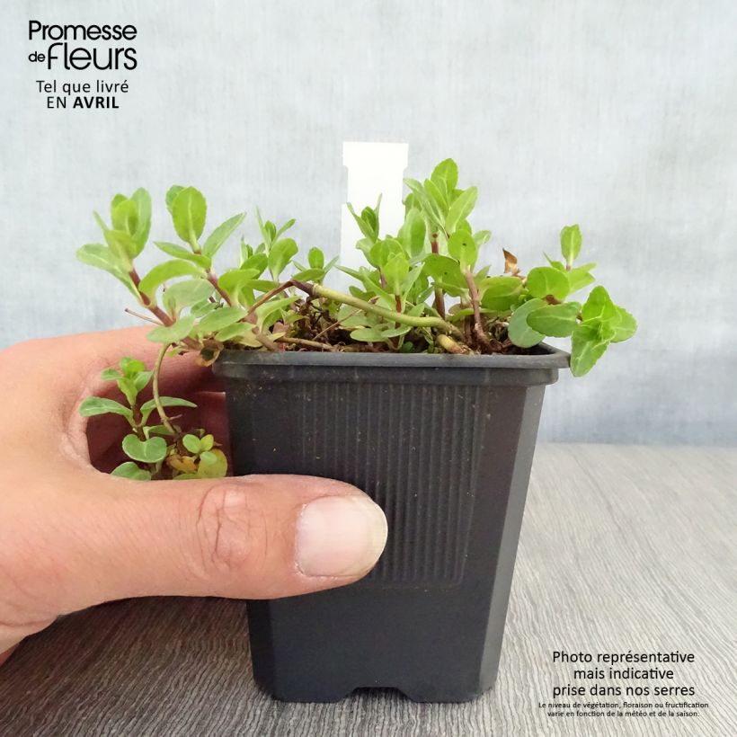 Example of Veronica beccabunga - Bachbunge Kleine Töpfe von 8/9 cm as you get in printemps