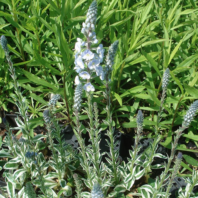 Veronica gentianoides Variegata - Enzianblättriger Ehrenpreis (Wuchs)