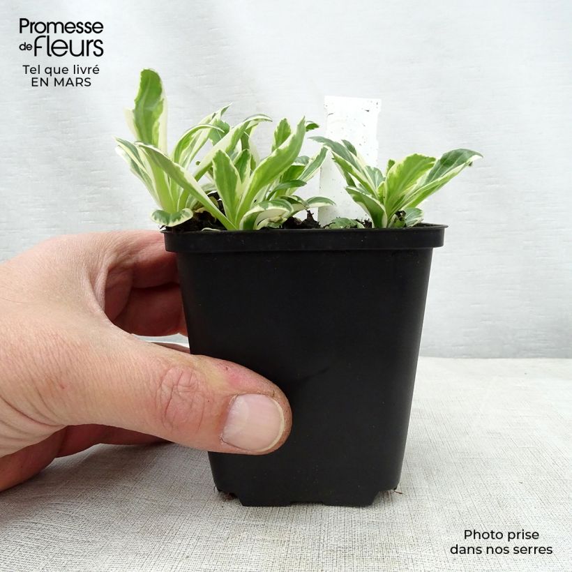 Exemplar von Veronica gentianoides Variegata - Enzianblättriger Ehrenpreis Kleine Töpfe von 8/9 cm wie im Frühjahr geliefert