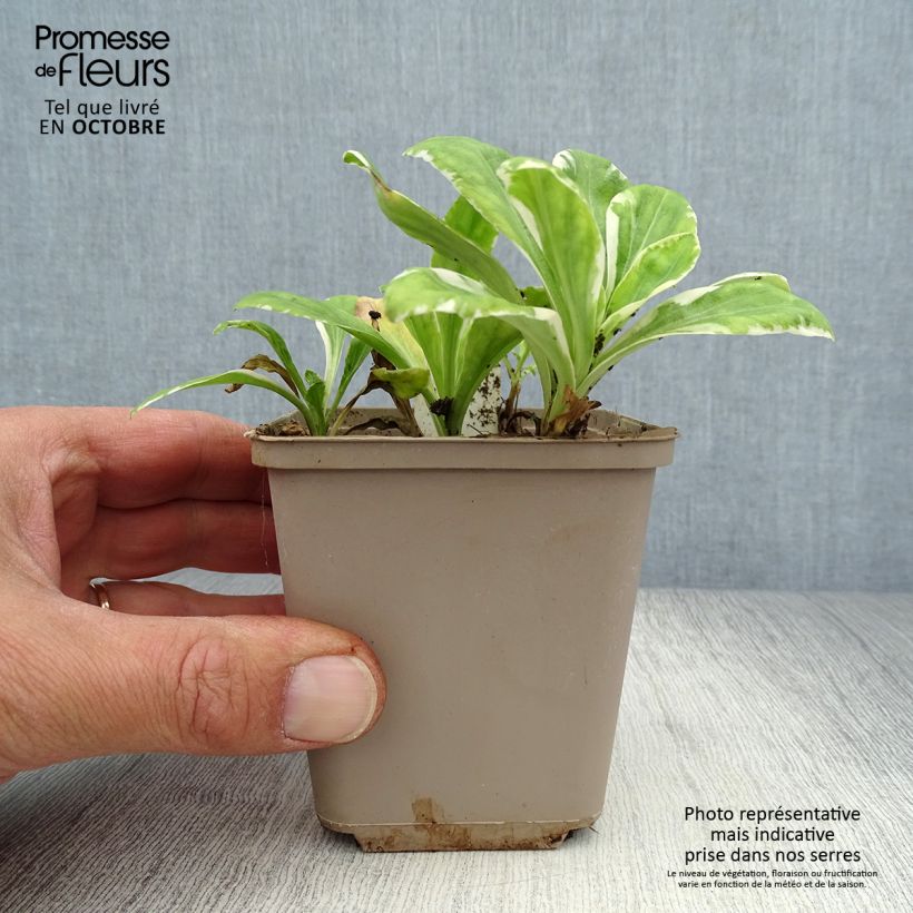 Exemplar von Veronica gentianoides Variegata - Enzianblättriger Ehrenpreis Kleine Töpfe von 8/9 cm wie im Herbst geliefert