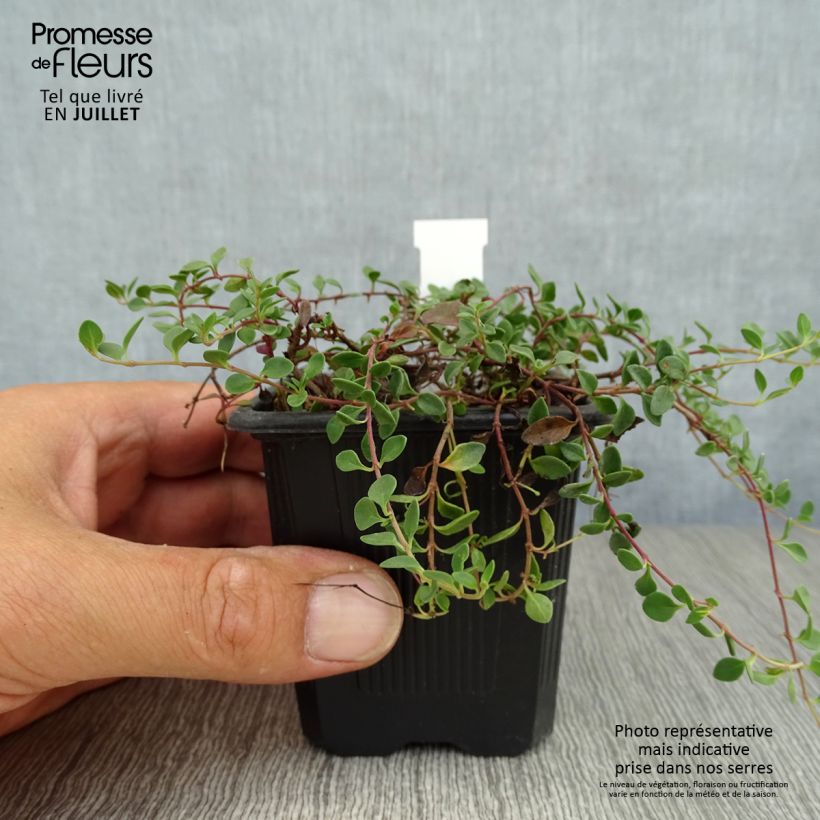 Exemplar von Veronica liwanensis - Zwerg-Polster-Ehrenpreis Kleine Töpfe von 8/9 cm wie im Sommer geliefert