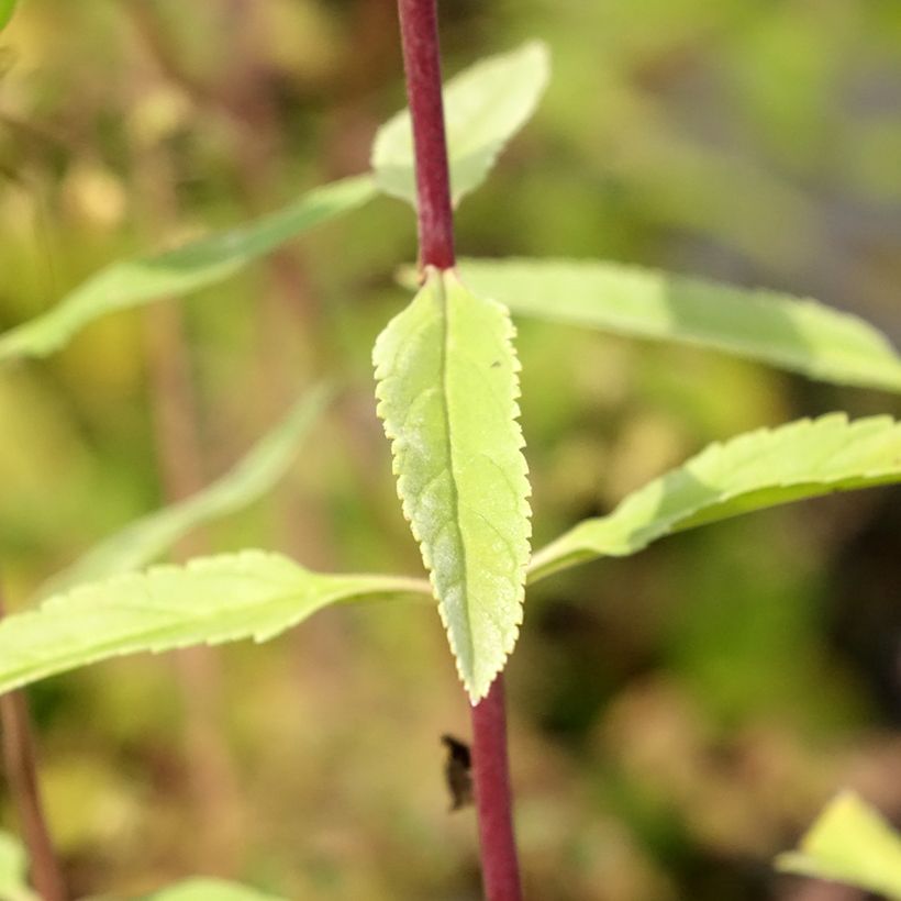 Langblättriger Ehrenpreis First Glory - Veronica longifolia (Foliage)