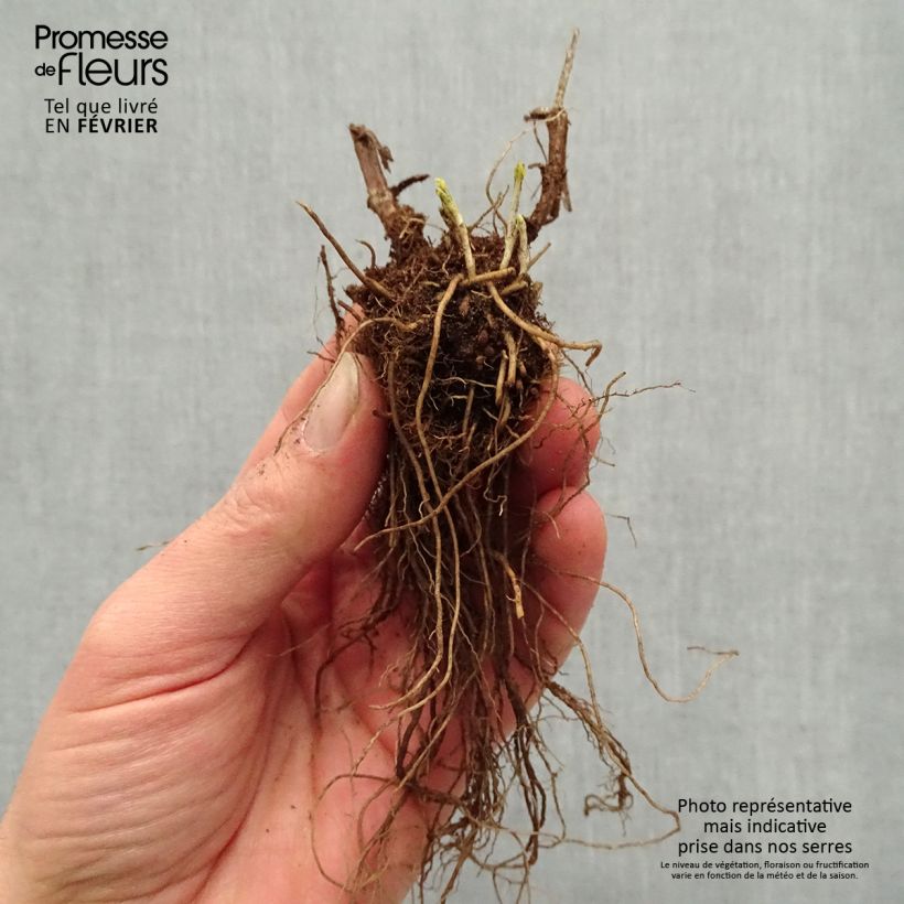 Example of Langblättriger Ehrenpreis First Glory - Veronica longifolia Wurzelnackt as you get in hiver