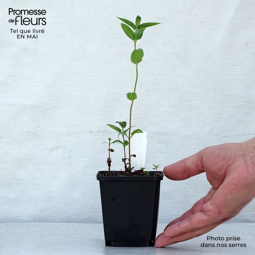 Exemplar von Langblättriger Ehrenpreis Marietta - Veronica longifolia Kleine Töpfe von 8/9 cm wie im Frühjahr geliefert