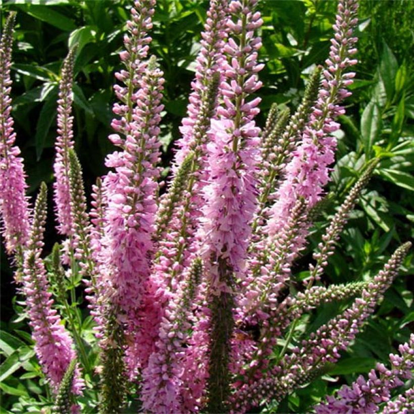 Langblättriger Ehrenpreis Pink Damask - Veronica longifolia (Blüte)