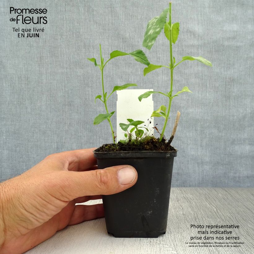 Exemplar von Langblättriger Ehrenpreis Schneeriesin - Veronica longifolia Kleine Töpfe von 8/9 cm wie im Sommer geliefert