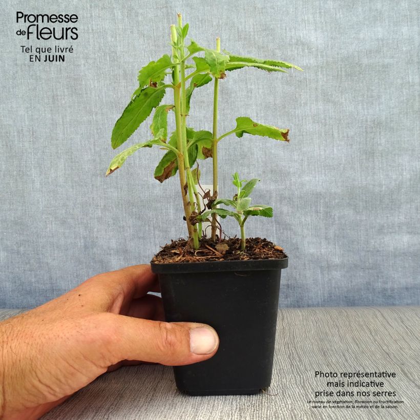 Exemplar von Langblättriger Ehrenpreis - Veronica longifolia Kleine Töpfe von 8/9 cm wie im Sommer geliefert