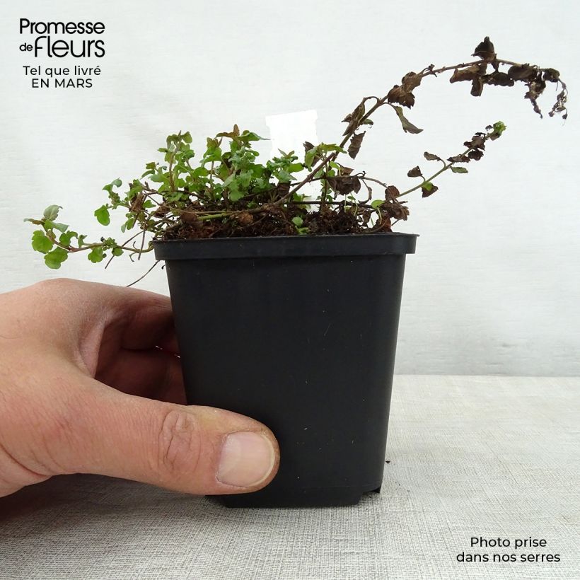 Example of Ehrenpreis Madame Mercier - Veronica petraea Kleine Töpfe von 8/9 cm as you get in printemps