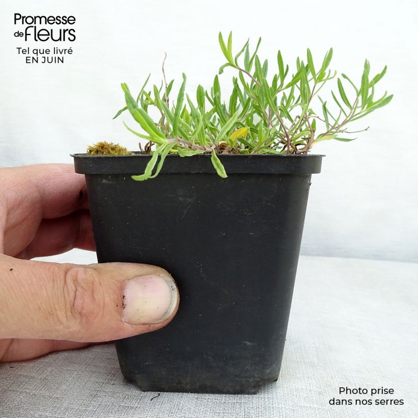 Exemplar von Niederliegender Ehrenpreis Mrs Holt - Veronica prostrata Kleine Töpfe von 8/9 cm wie im Sommer geliefert